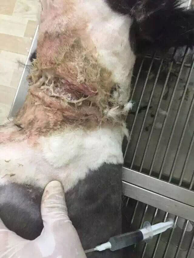 一例边境牧羊犬的伤口处理与护理