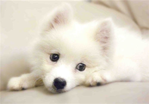 犬“樱桃眼”的临床症状
