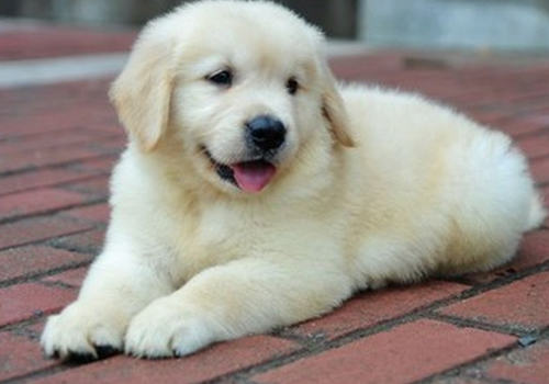 初养狗狗的问与答