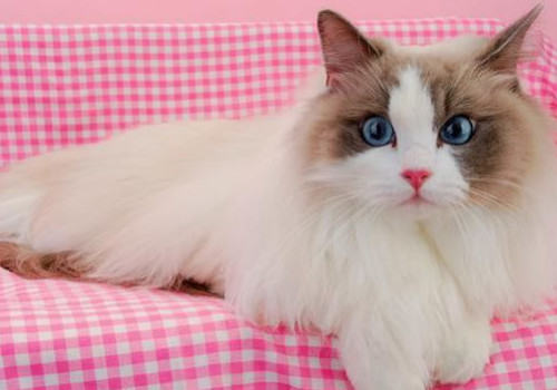 如何正确的饲养布偶猫