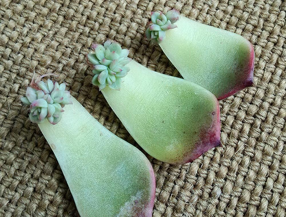 细节决定成败，没有人会告诉你这六种叶片叶插的成功率更高