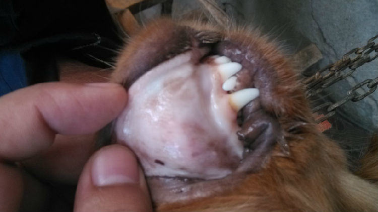 关于宠物贫血的症状及治疗 关于宠物贫血的症状及治疗