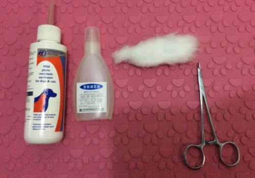 给家里猫咪耳道的检查以及清理方法