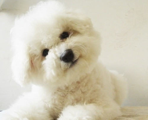 宠物狗狗护理基础项目须知