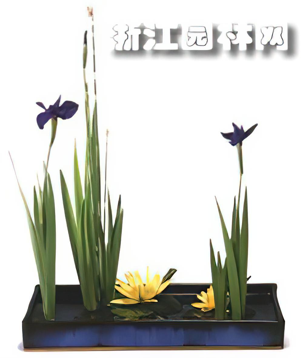 日本插花流派---小原流（图）