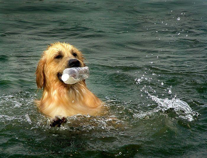 夏季狗狗游泳注意事项