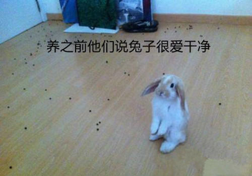 兔兔怎样才不臭？