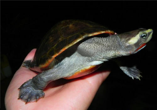 红腹短颈龟的环境要求