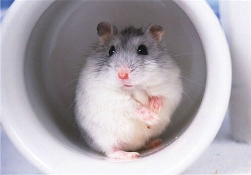仓鼠为什么会石化？原因是什么？