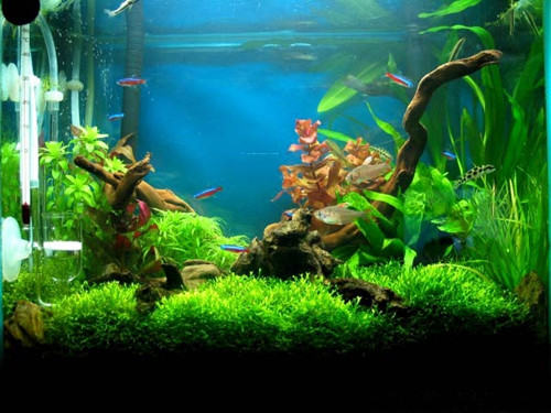 水族箱造景的小巧思