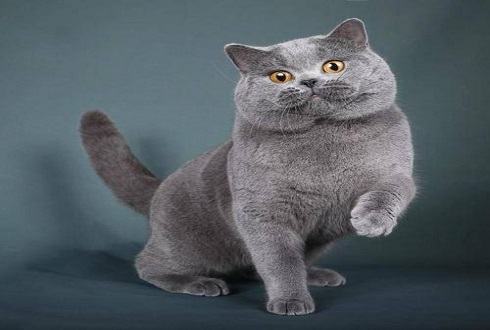 英国短毛猫多少钱一只？英国短毛猫价格