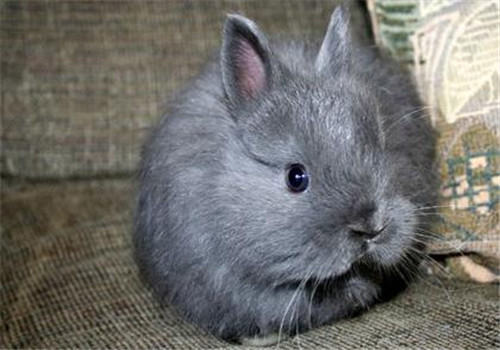 泽西长毛兔的养护要点