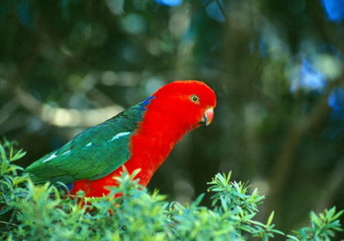 如何预防及治疗鹦鹉嗉囊梗塞