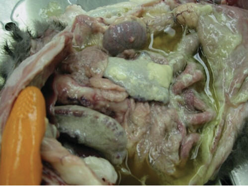猫传染性腹膜炎