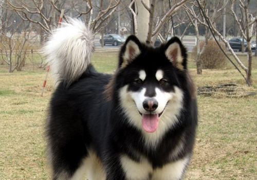 犬疥螨病的治疗方法