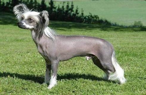 中国冠毛犬多少钱一只?中国冠毛犬价格 中国冠毛犬多少钱一只?中国冠毛犬价格