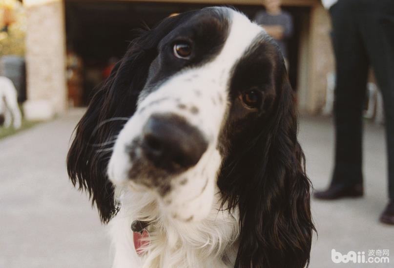 史宾格犬应该如何对其训练？