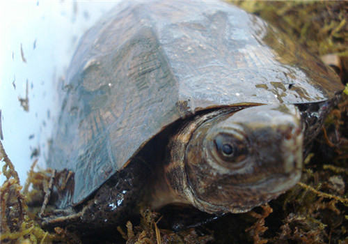 齿缘摄龟的品种简介