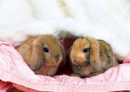 兔兔冬季易患哪些疾病