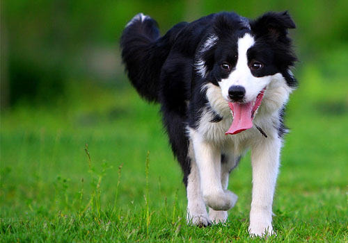 边境牧羊犬发烧不可小视