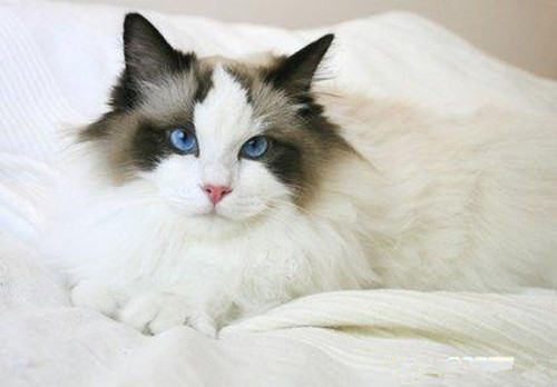 如何防止猫咪脱毛的4个妙招