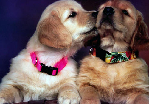 狗狗有哪些作用