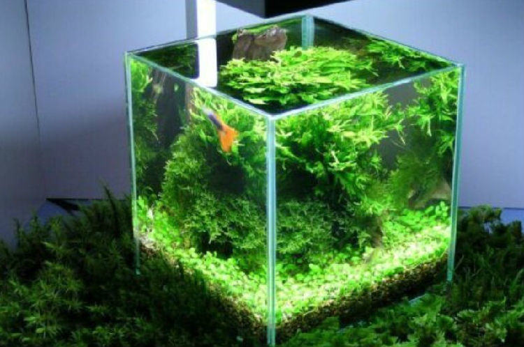 水族箱常用过滤器材解析