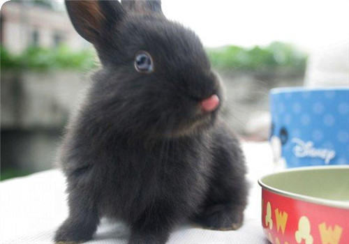 和你的兔兔来一场约会吧！