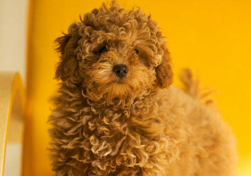 贵宾犬患上皮肤病怎么办