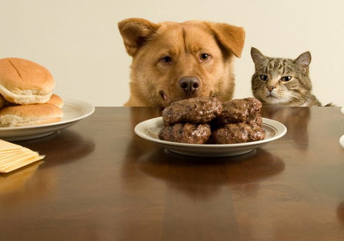 猫咪食物过敏怎么办 猫咪食物过敏怎么办