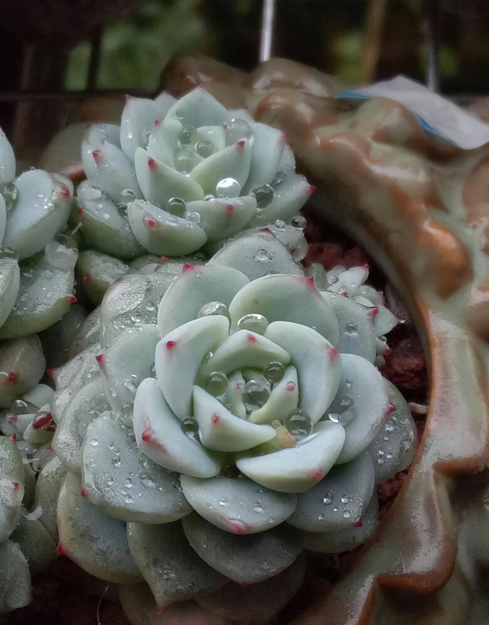 冻雨中我是那坚强的雪莲花，1°——7°露养的肉肉都是坚强的孩子
