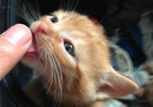 猫咪也爱舔人吗？