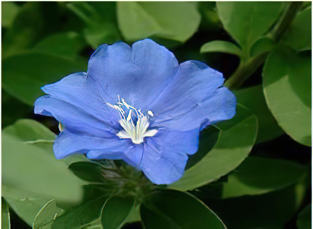 藍星花的栽种培养与管理（图）