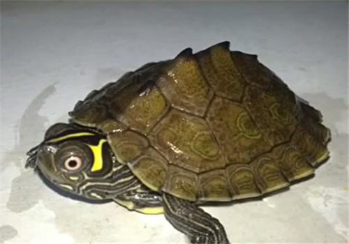 地图龟的品种简介