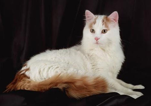 猫咪到底怕不怕水