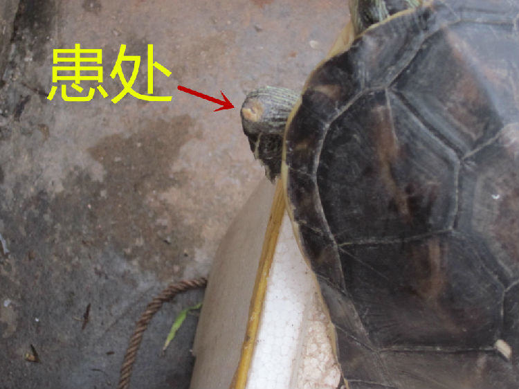 花龟前肢关节皮肤糜烂病例 花龟前肢关节皮肤糜烂病例