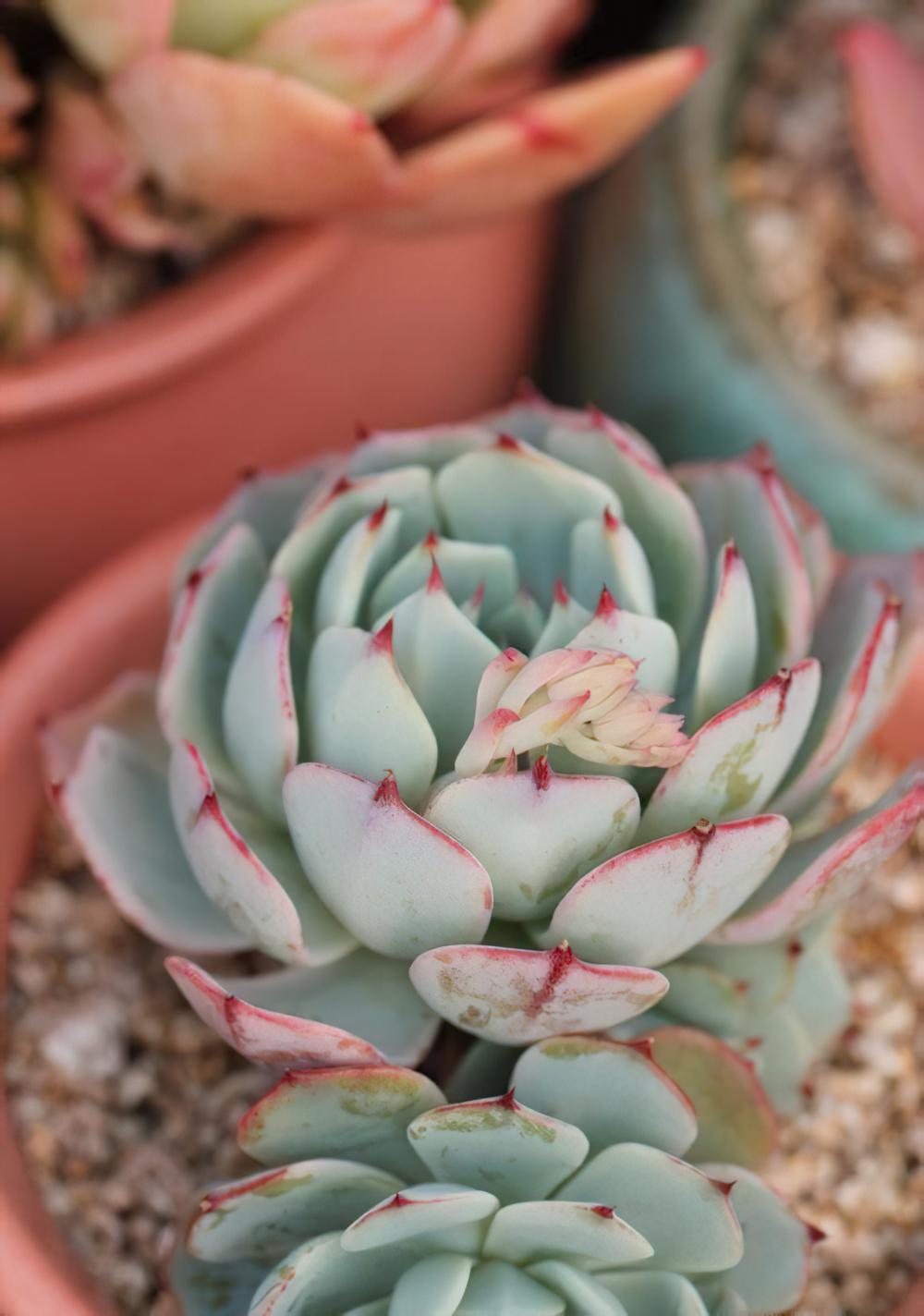 minima家族大起底：Echeveria minima姬莲和她的近亲们