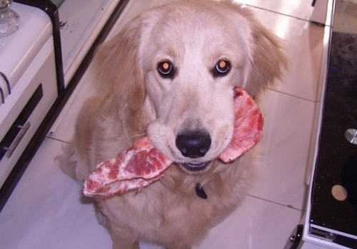 狗狗食用生肉的优缺点有哪些