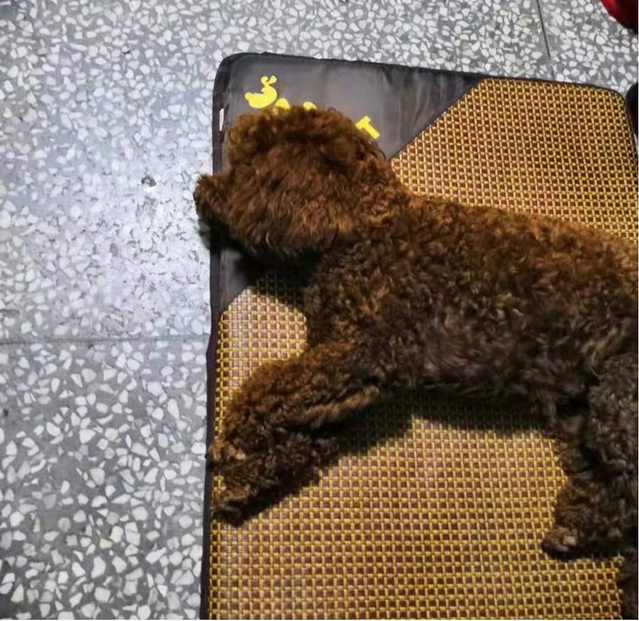 小狗拉肚子吃什么药？这些养狗必备你都掌握了吗？