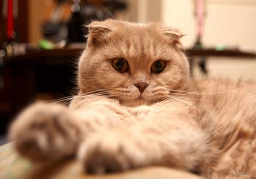 猫咪胆小怎么训练 猫咪胆小怎么训练
