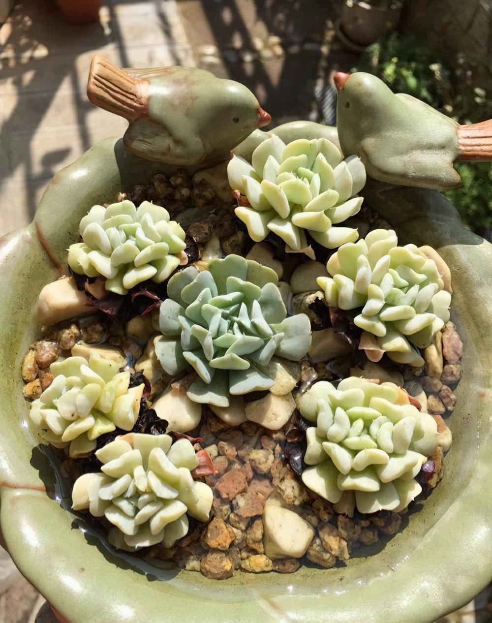 瘦死的骆驼比马强！季节的变化还是让肉肉们开始悄悄变美