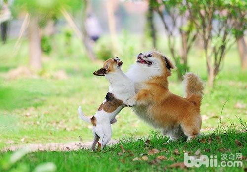 遛狗时狗狗打架应该怎么处理?