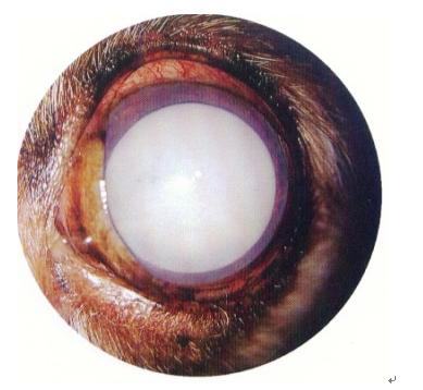 宠物白内障的病因和治疗方法