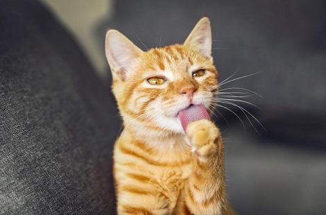 猫咪多大可以吃WOWO化毛膏？