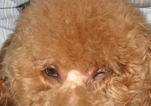 狗狗眼屎说明的一些问题