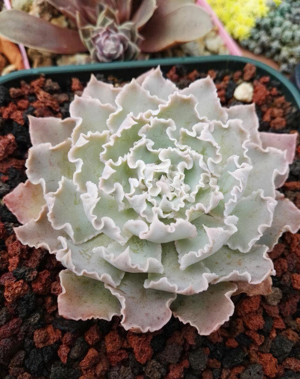 秋天已经过半 ，现在这时节来秀秀我的肉肉该不讨恨了吧？