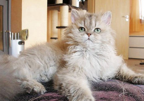 患狂犬病的猫咪会有什么表现