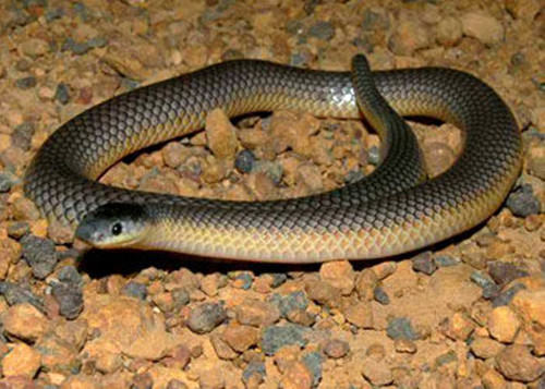 澳洲金刚蛇的品种特征