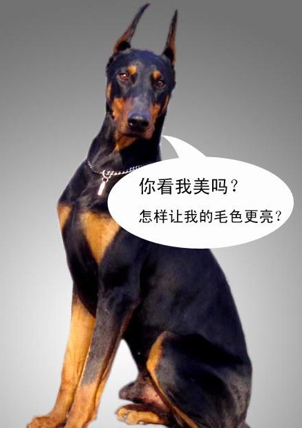 如何让狗狗毛色亮起来
