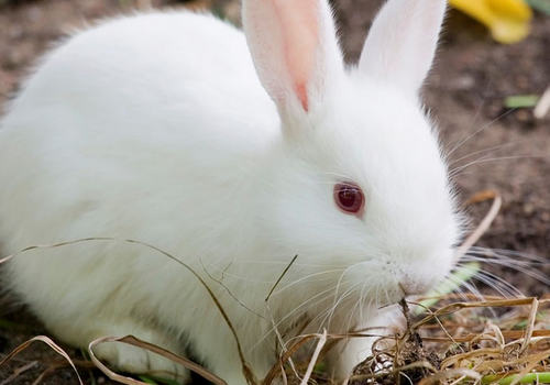 为何刚断奶的幼兔易患病和死亡